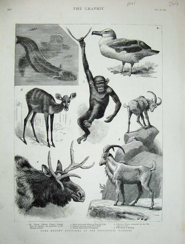 Old Antique Print 1885 Zoological Gardens Albatross Moose Animals Silurus 19th