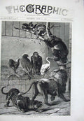 Old Antique Print 1877 Waller Fine Art Wild Animals Lion Tiger Vultures 19th