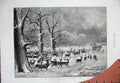 Original Old Antique Print C1877 Man Feeding Deer Richmond Park Horse Cart Art