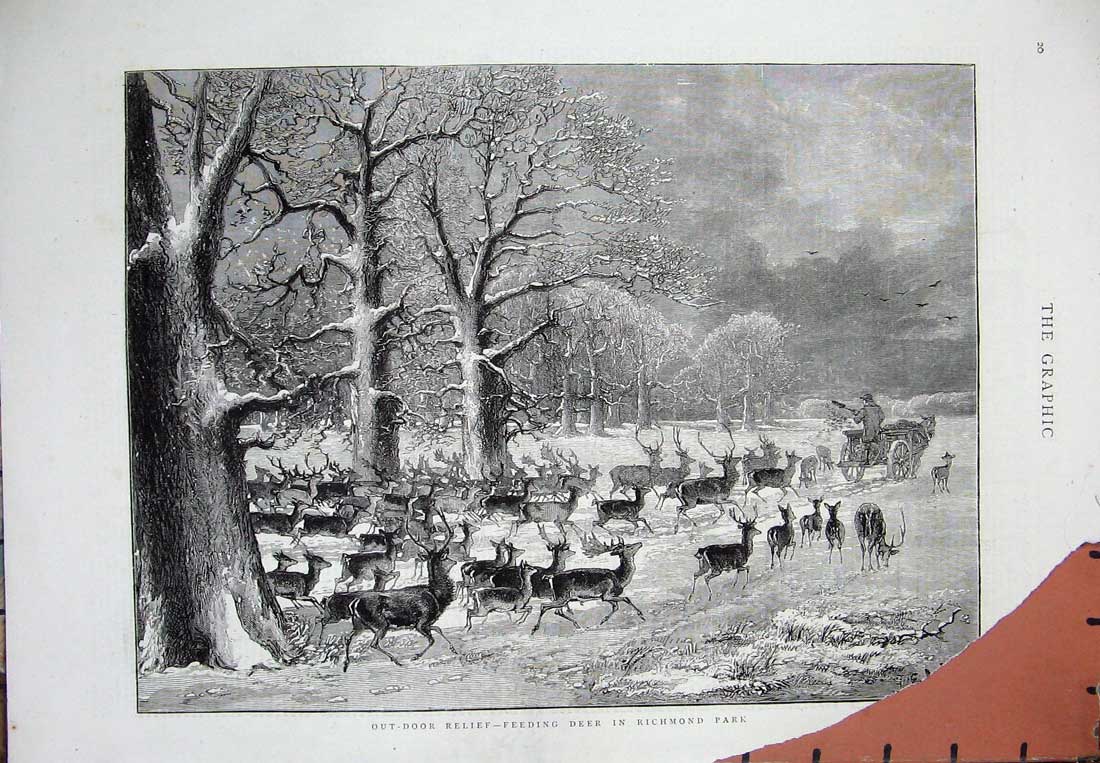 Original Old Antique Print C1877 Man Feeding Deer Richmond Park Horse Cart Art