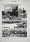 Original Old Antique Print Ostrich Farming Heatherton Grahamstown Africa 1878