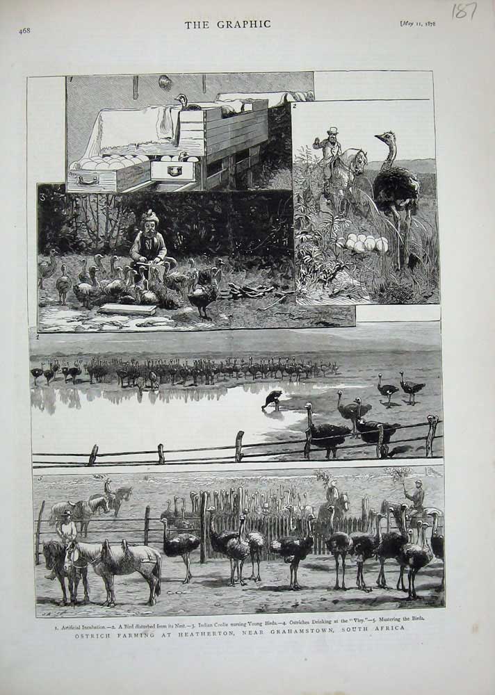 Original Old Antique Print Ostrich Farming Heatherton Grahamstown Africa 1878