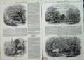 Original Old Antique Print 1848 New Forest Mark Ash Wood Charcoal Brokenhurst