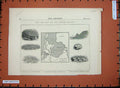 Original Old Antique Print 1871 Rob Roy Ship Zuider Zee Map Constructing Dykes