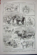 Old Antique Print 1891 Bath West England Show Horses Sheep Colt Ram Bull 19th