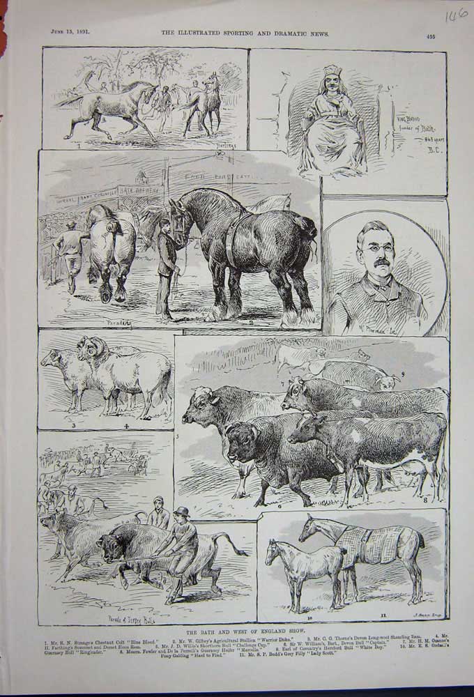 Old Antique Print 1891 Bath West England Show Horses Sheep Colt Ram Bull 19th