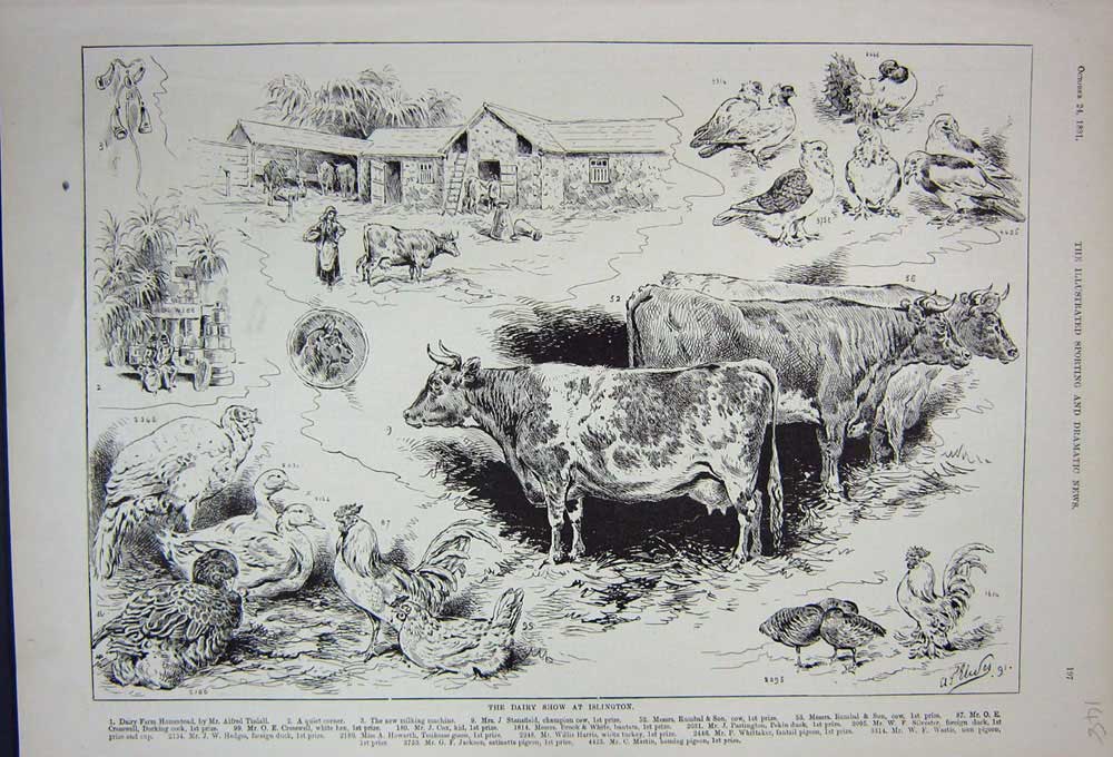 Original Old Antique Print 1891 Dairy Show Islington Cows Pigeon Bords Farming