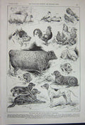 Original Old Antique Print 1891 Cattle Dog Poultry Show Brimingham Sheep Birds