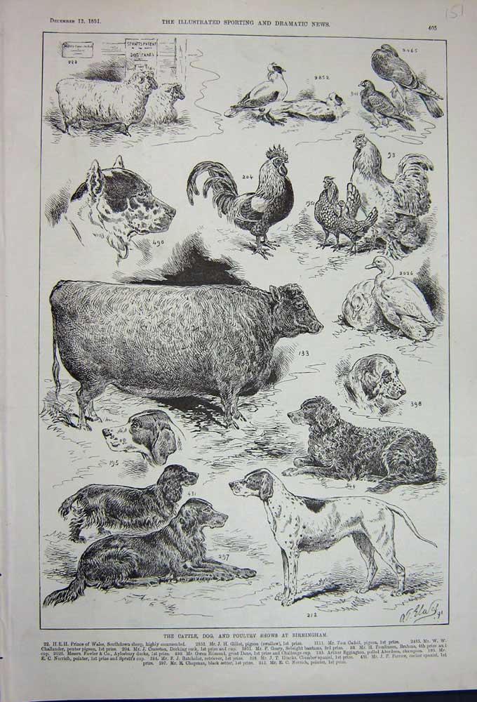 Original Old Antique Print 1891 Cattle Dog Poultry Show Brimingham Sheep Birds