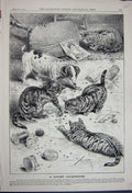 Original Old Antique Print 1891 Advertisement Beechams Pills Kitten Cats Pets