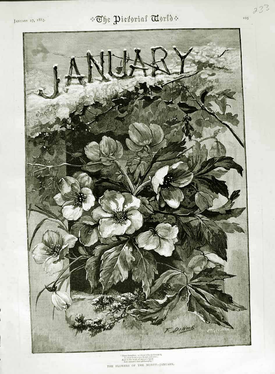Original Old Antique Print 1883 Flowers Month January Nature Pictorial World