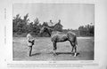 Original Old Antique Print 1895 Horse Racing Owl Sport Solaro Doncaster York