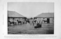 Old Antique Print 1895 Horse Racing Stable Yard Yearling Colts Ayrshire 19th