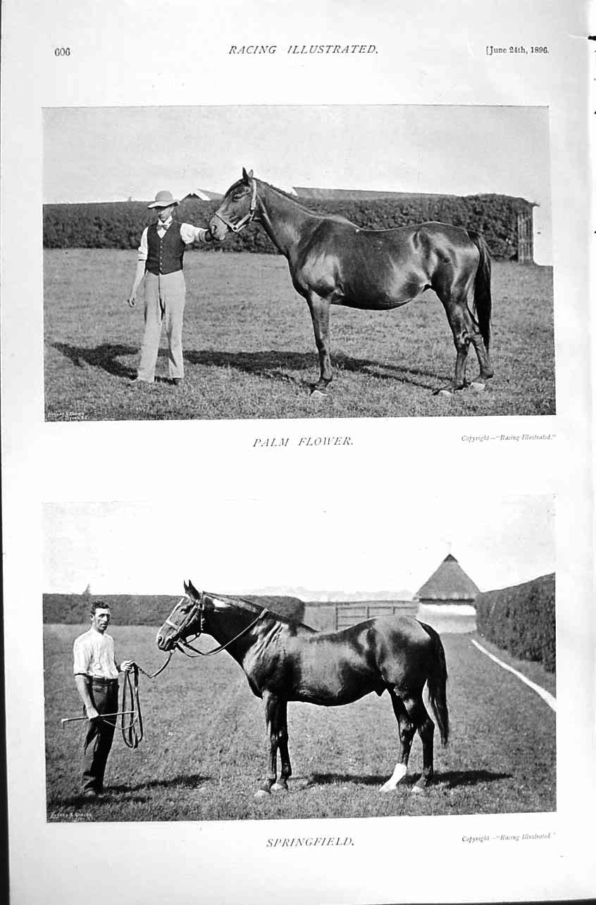 Original Old Antique Print 1895 Palm Flower Horses Racing Sport Green Napoli
