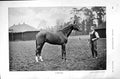 Original Old Antique Print 1896 Horses Trenton Carnage Racing Sport Kearns