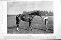 Original Old Antique Print None The Wiser Tambour 1895 Horse Racing Sport 19th