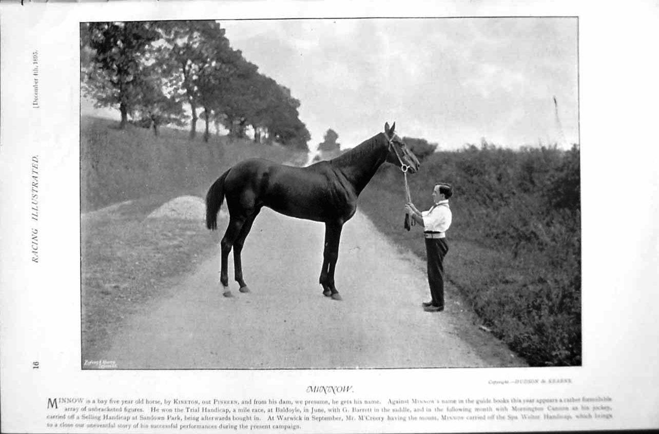 Old Antique Print Filly Esterling Juliana Minnow 1895 Horse Racing Sport 19th