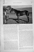 Old Antique Print Kempton 1896 Horse Racing Sport Nepcote Iping Dollar 19th