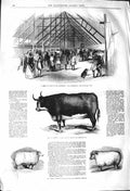 Original Old Antique Print 1842 Smithfield Cattle Show Hereford Ox Sheep Wether