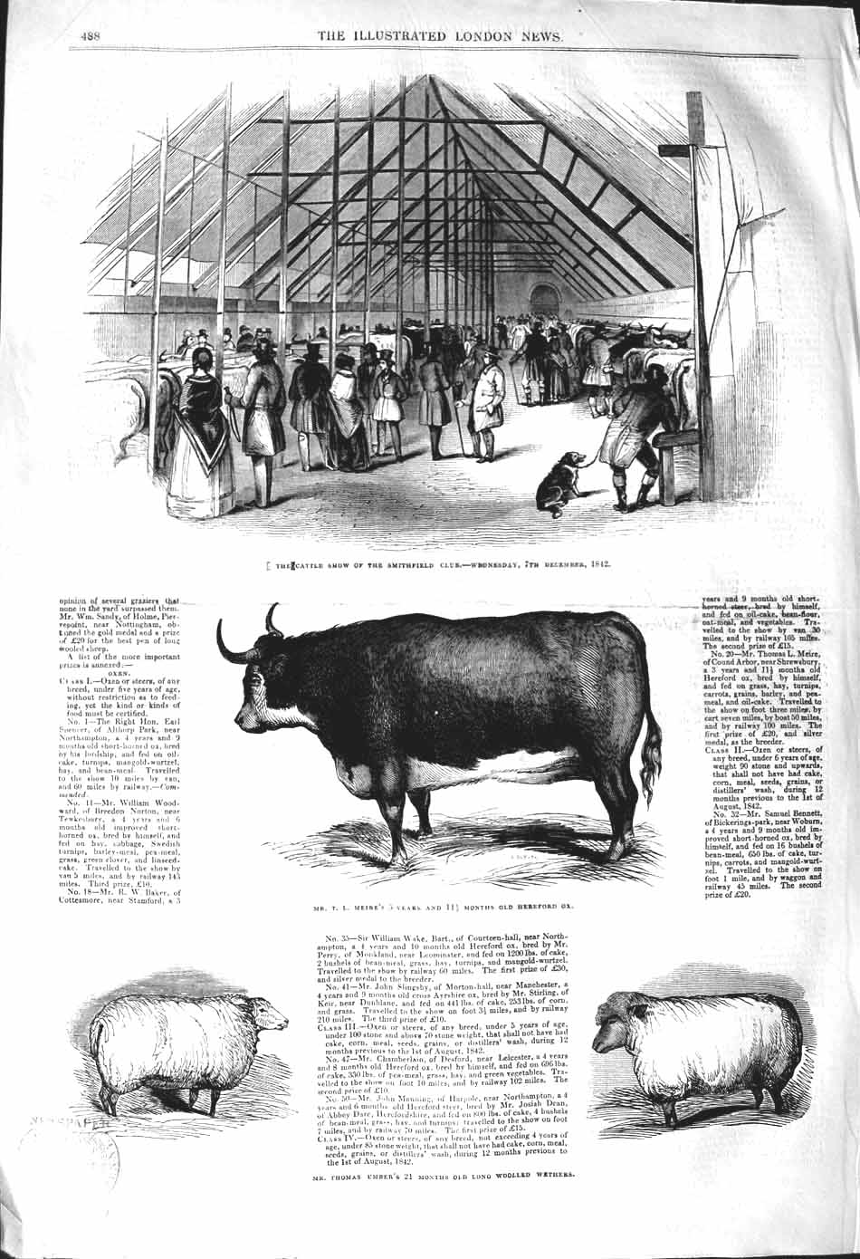 Original Old Antique Print 1842 Smithfield Cattle Show Hereford Ox Sheep Wether