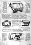 Original Old Antique Print 1842 Earl Spencer Short-Horned Ox Cow Wether Sh 19th