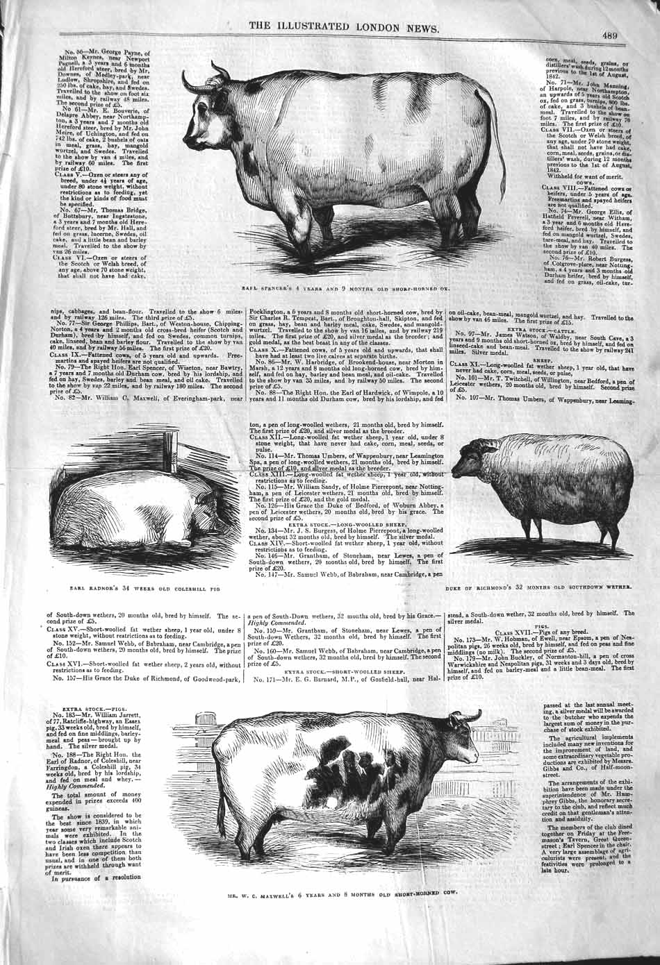 Original Old Antique Print 1842 Earl Spencer Short-Horned Ox Cow Wether Sh 19th