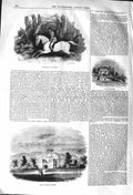 Old Antique Print 1842 Queen'S Huntsman Moore'S Cottage Stables Windsor 19th