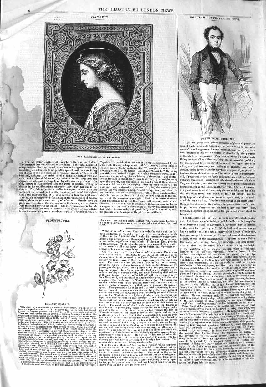 Old Antique Print 1843 Peter Borthwick Gabrielle De Roche Elegant Clarkia 19th