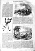 Original Old Antique Print 1843 Fox Hunting Port Natal Butterfly Orchis Flower