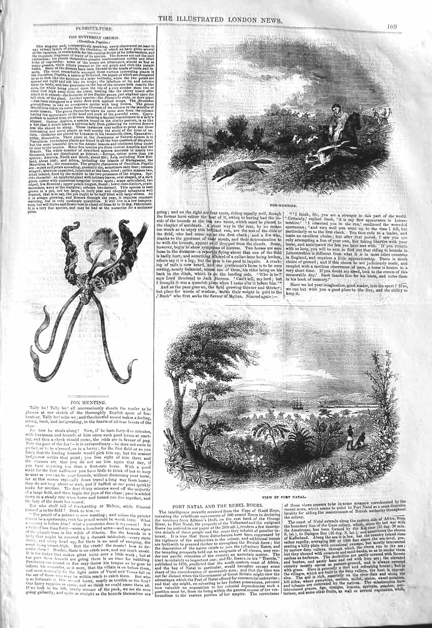 Original Old Antique Print 1843 Fox Hunting Port Natal Butterfly Orchis Flower