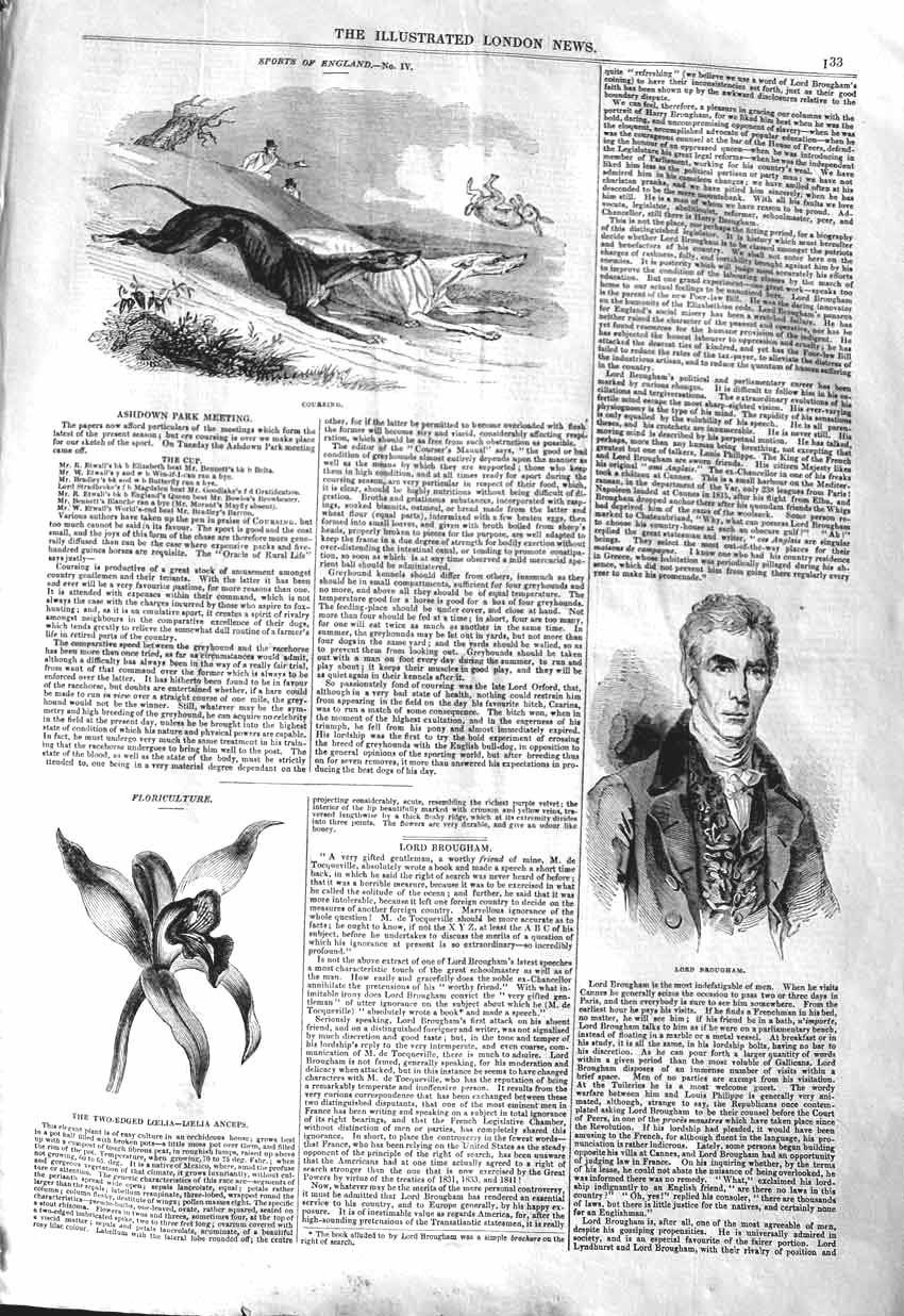 Original Old Antique Print 1843 Hare Coursing Lord Brougham Loelia Anceps 19th