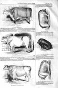 Original Old Antique Print 1843 Worthington Heifer Boar Bull Devonshire Sow