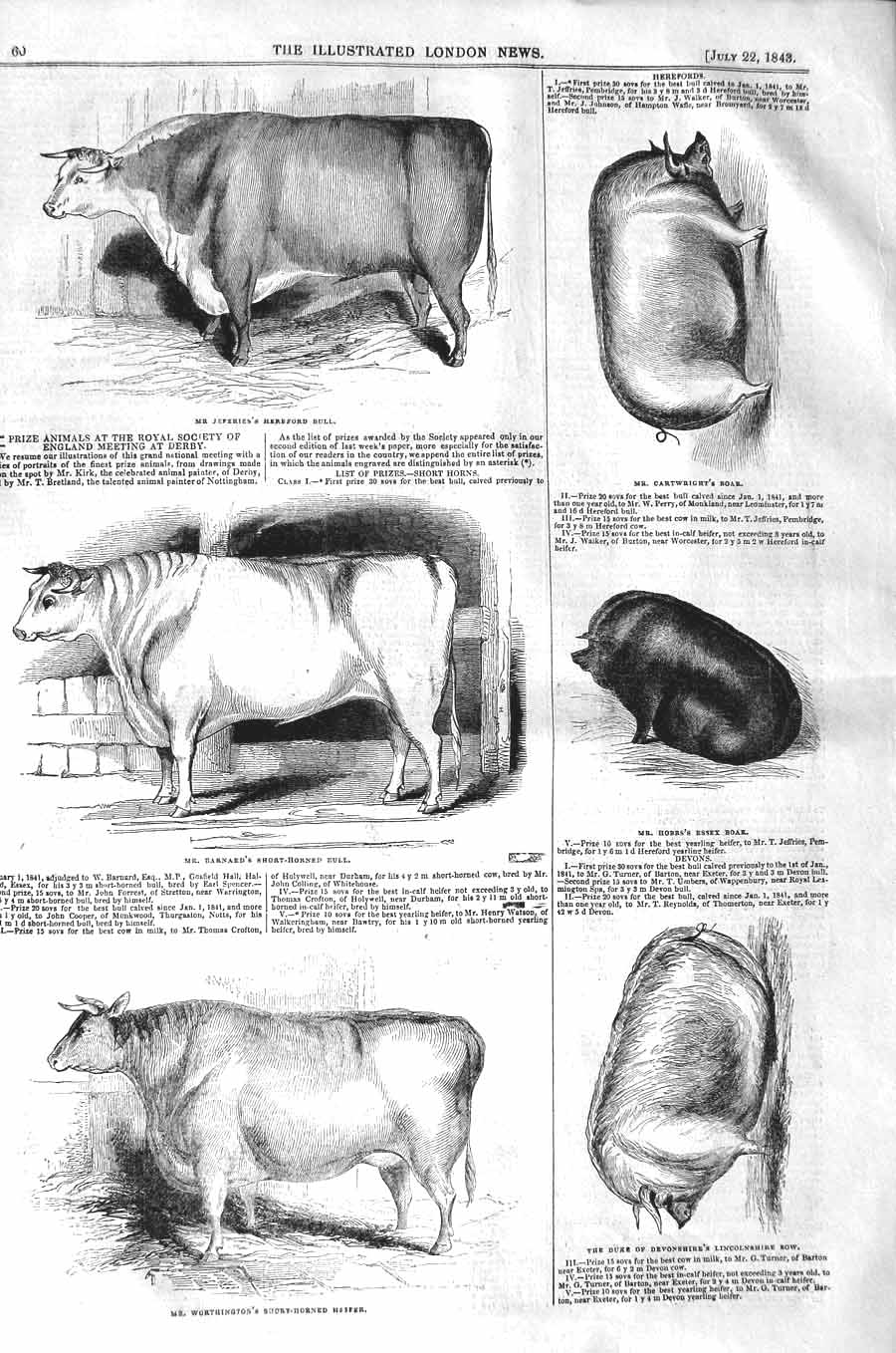 Original Old Antique Print 1843 Worthington Heifer Boar Bull Devonshire Sow