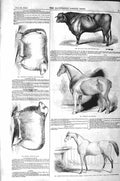 Old Antique Print 1843 Horse Johnny Stone Ram Pawlett Bull Heifer Animals 19th