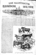 Original Old Antique Print 1843 Prize Cattle Highland Society Grand Show Dundee