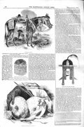 Original Old Antique Print 1843 Abyssinian Mule Crown King Shoa Arms Weapons