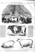 Original Old Antique Print 1843 Smithfield Cattle Show Ox Hobman Grantham Sheep