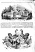 Old Antique Print 1843 Queen Poultry House Park Windsor Cochin China Fowl 19th