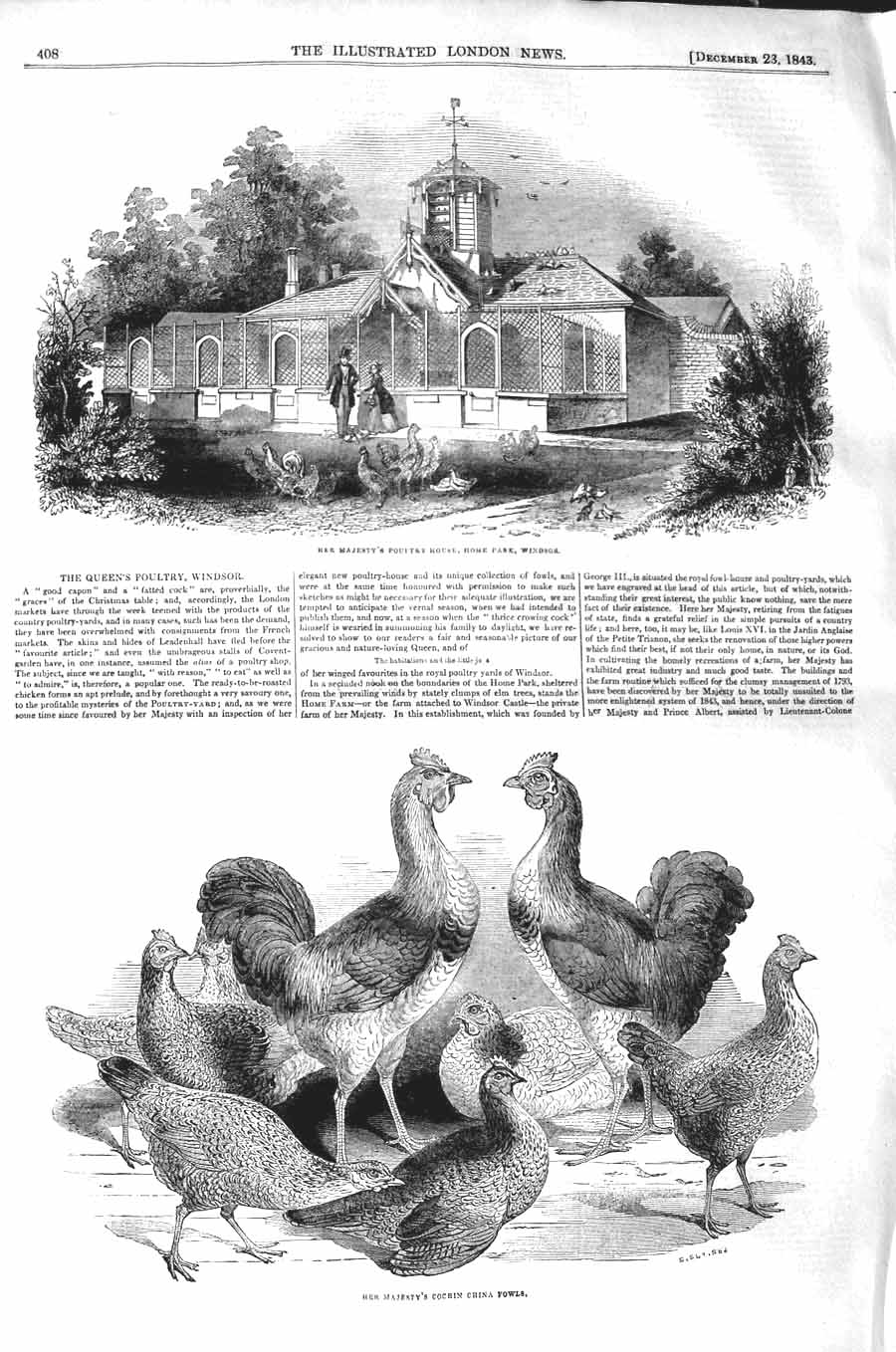 Old Antique Print 1843 Queen Poultry House Park Windsor Cochin China Fowl 19th