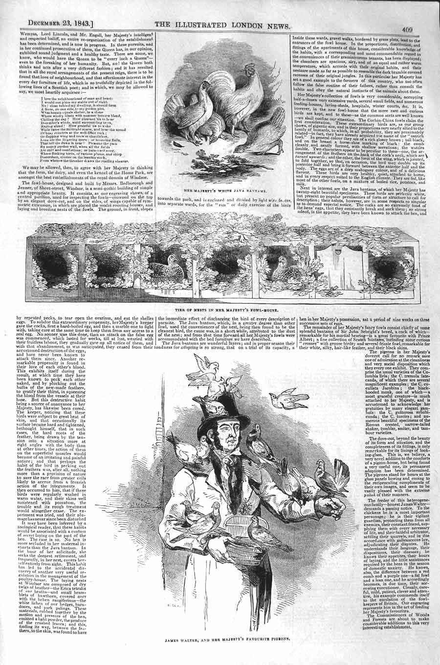 Original Old Antique Print 1843 Queen White Java Bantams James Walter Victorian