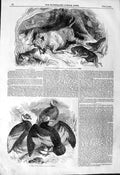 Original Old Antique Print 1844 Chillingham Bull Shoot Condors Surrey Zoo 19th