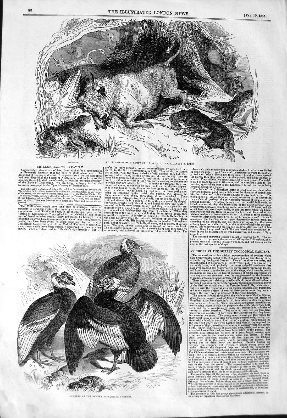 Original Old Antique Print 1844 Chillingham Bull Shoot Condors Surrey Zoo 19th