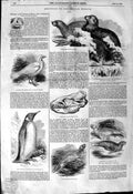 Old Antique Print 1844 British Museum Animals Seal Penguin Sea Lion Bird 19th