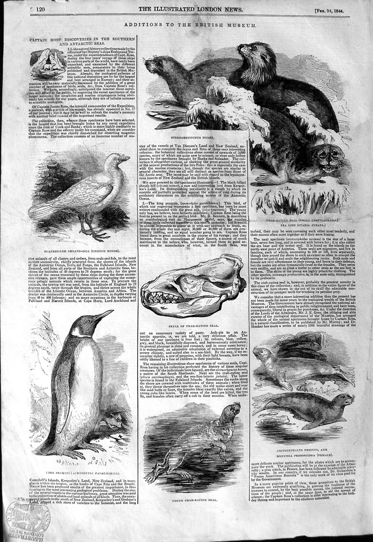 Old Antique Print 1844 British Museum Animals Seal Penguin Sea Lion Bird 19th