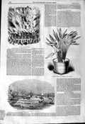 Original Old Antique Print 1844 Wellesley Ship Blackwall Fire Oxford Strelitzia