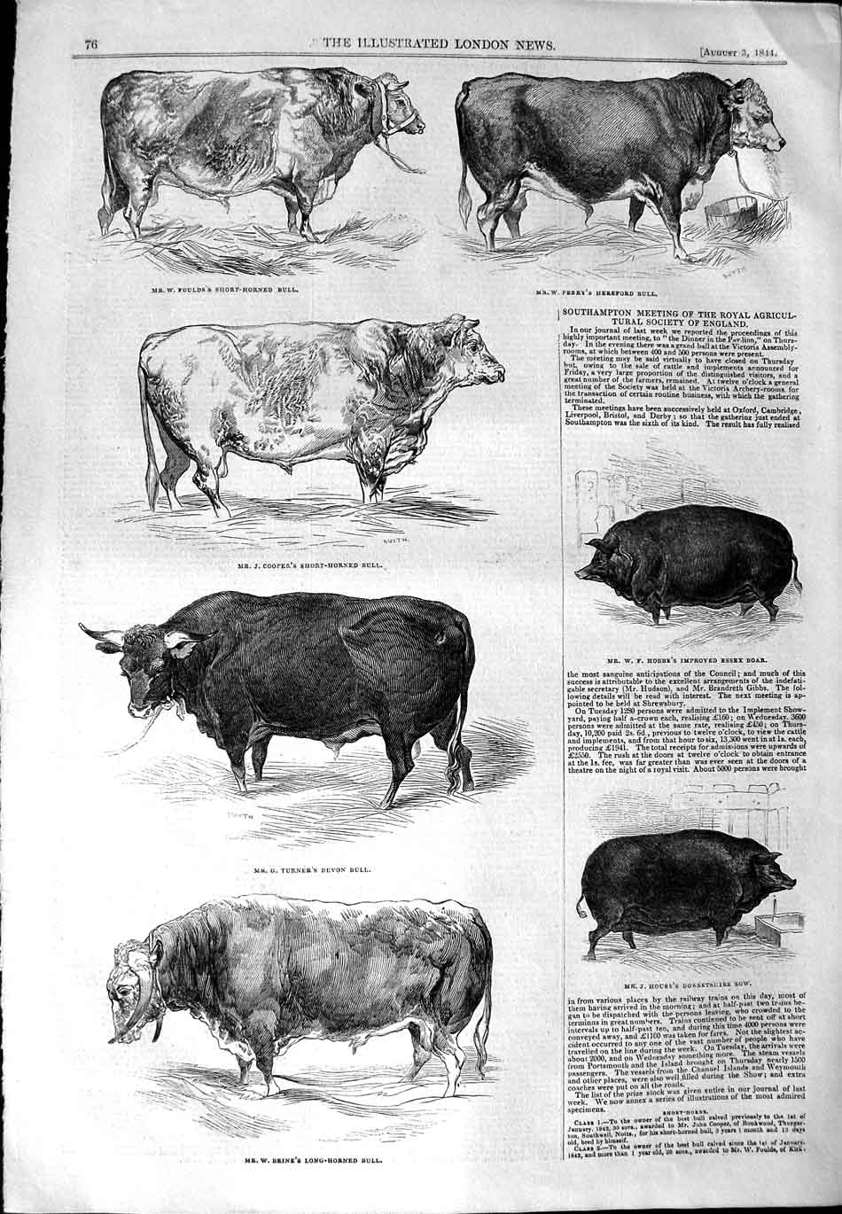 Original Old Antique Print 1844 Bull Cattle Southampton Show Boar Pig Bull Sow