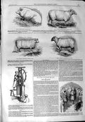 Old Antique Print 1844 Pipe Tile Machine Hutton Ram Sheep Boar Ewe Animal 19th