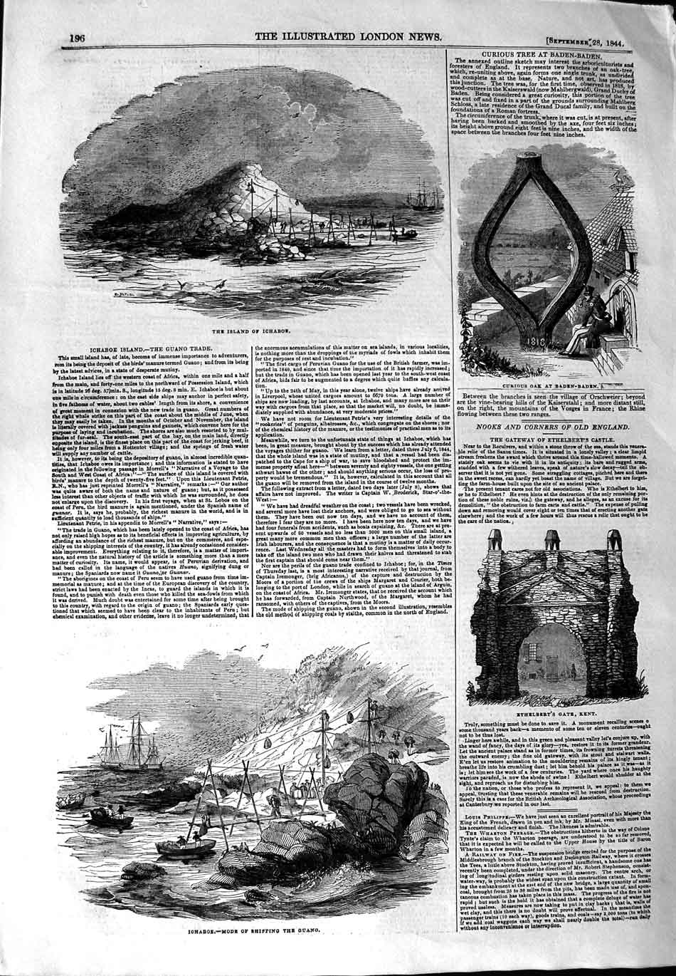 Original Old Antique Print 1844 Island Ichaboe Oak Baden-Baden Ethelbert 19th