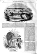 Old Antique Print 1845 Great Palm House Royal Gardens Kew Monster Cactus 19th