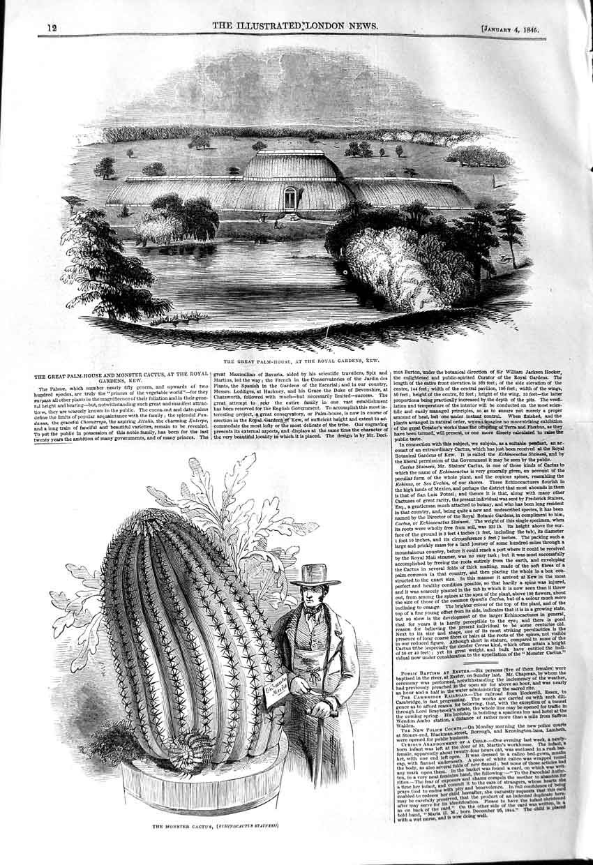 Old Antique Print 1845 Great Palm House Royal Gardens Kew Monster Cactus 19th